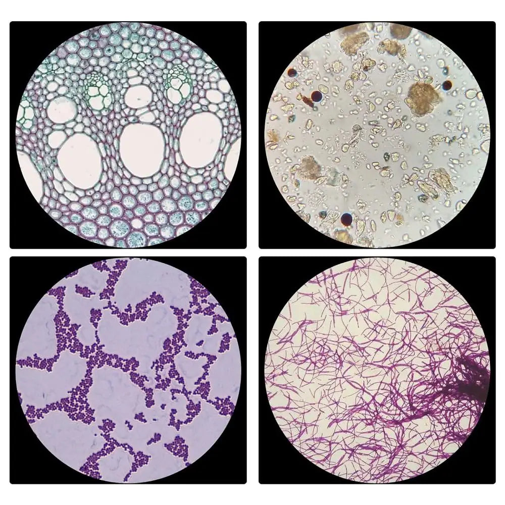 Plastic Microscope Slides Sample Specimens Animals Insects Plants Flowers Microscope Sample Prepared Slides Multicolor Kids